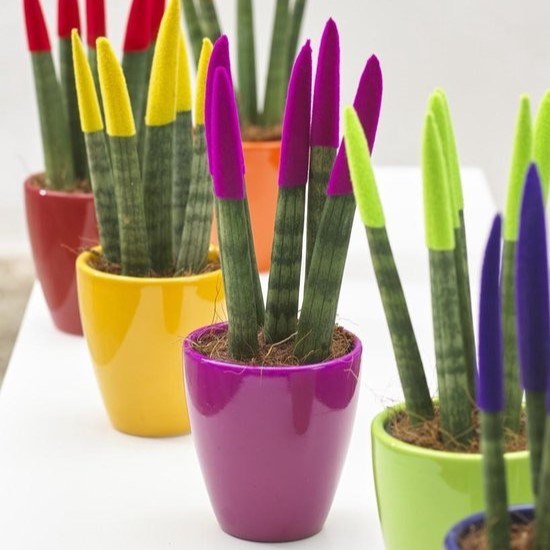 Sansevieria TOP-line - Velvet Touchz® small, Zonder verpakking, Rood