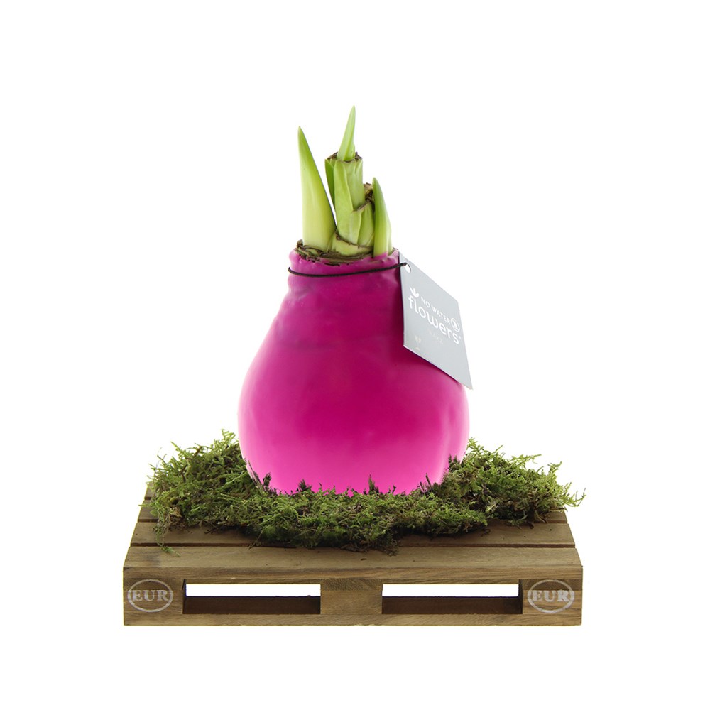 No Water Flowers® - Waxz® on pallet, In giftbox, Roze