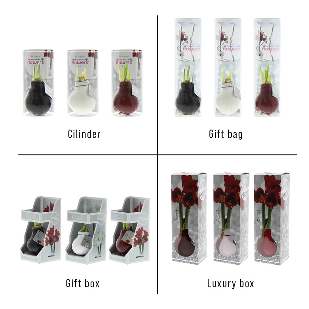 No Water Flowers® - Rainbow, In luxury box
