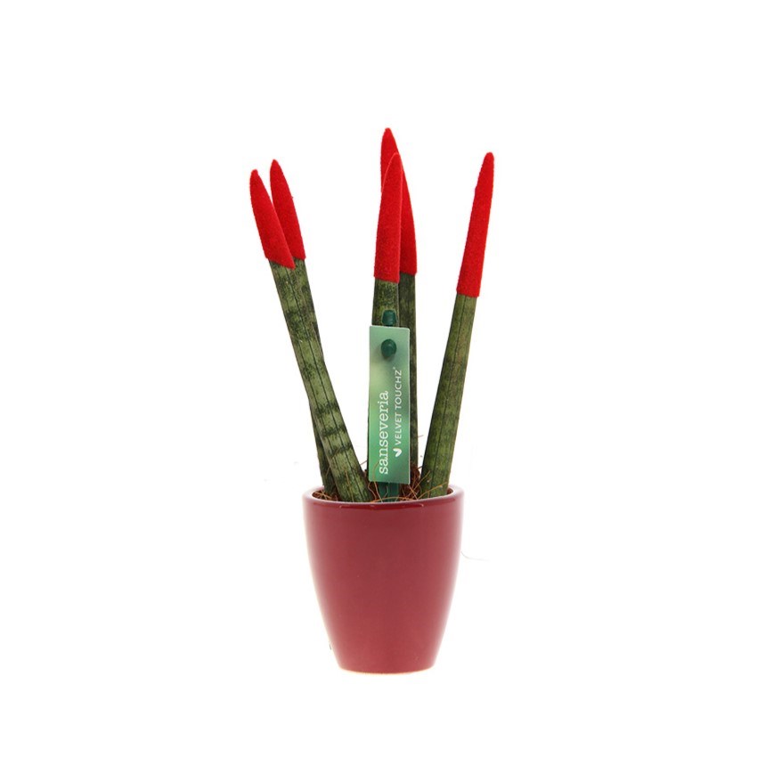 Sansevieria TOP-line - Velvet Touchz® small, Zonder verpakking, Rood