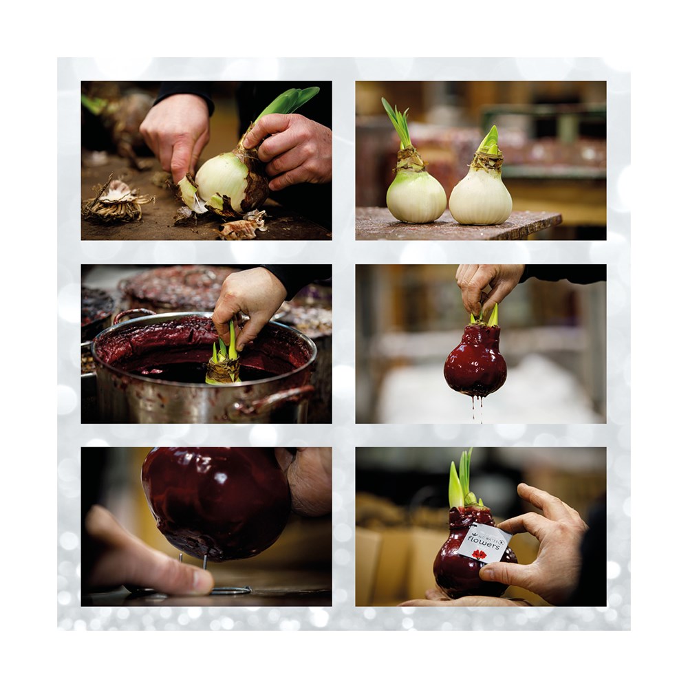 No Water Flowers® - Rainbow, In luxury box