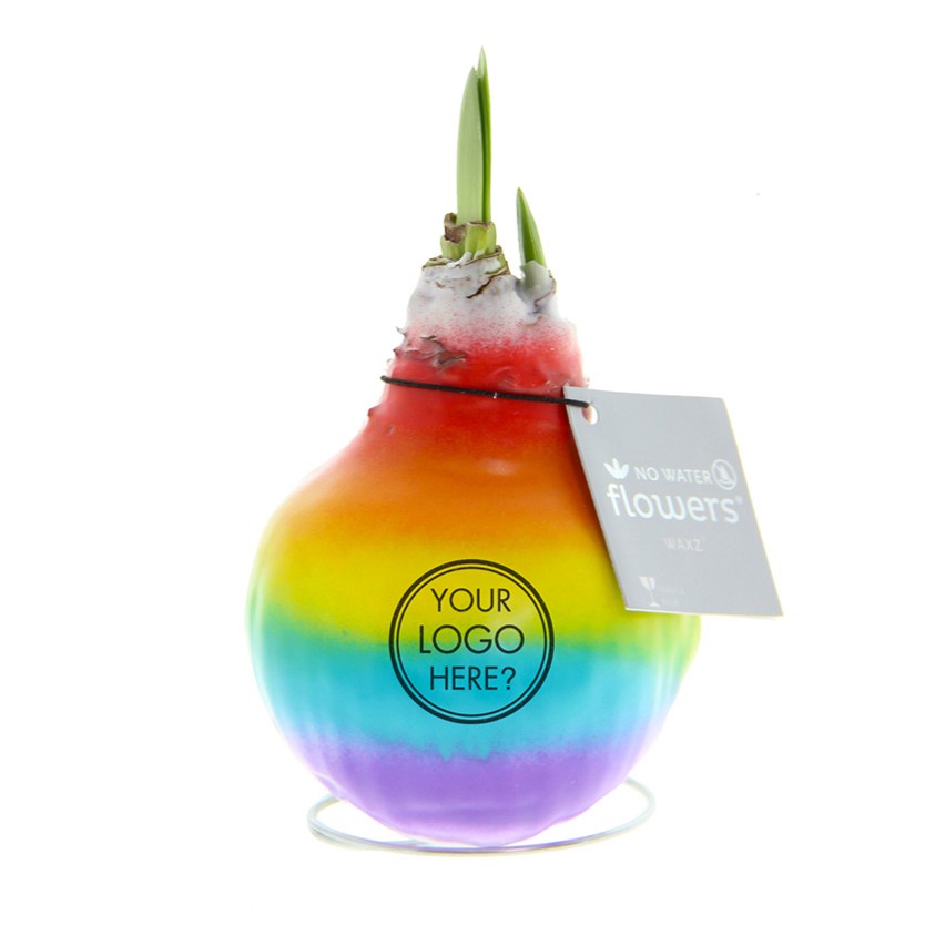 No Water Flowers® - Rainbow, In luxury box