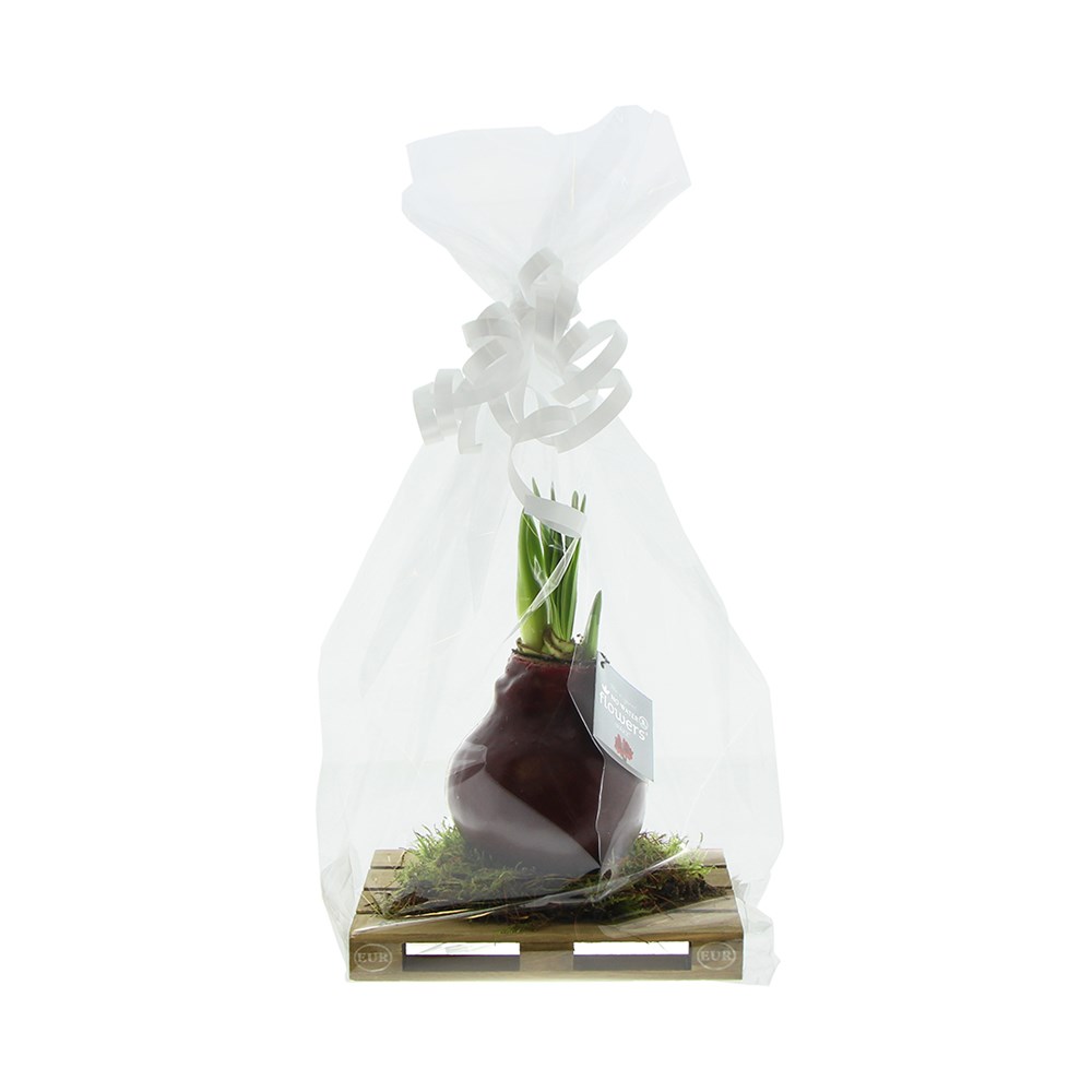 No Water Flowers® - Waxz® on pallet, In giftbox, Roze