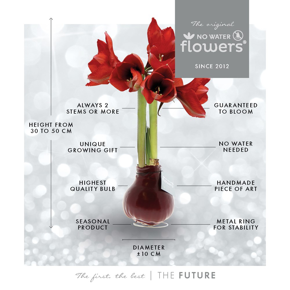 No Water Flowers® - Rainbow, In luxury box
